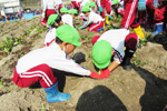 10月：秋の遠足 年中･年長 生駒農園 いもほり遠足